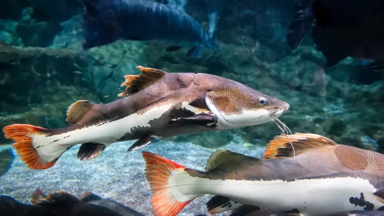 5 Melhores Iscas para Pesca de Pirarara em Pesqueiros