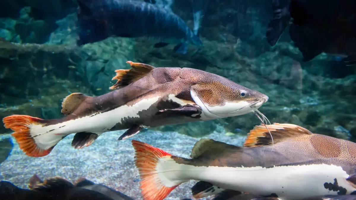 5 Melhores Iscas para Pesca de Pirarara em Pesqueiros
